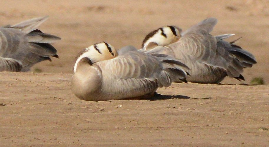 Гуска гірська - ML647480966