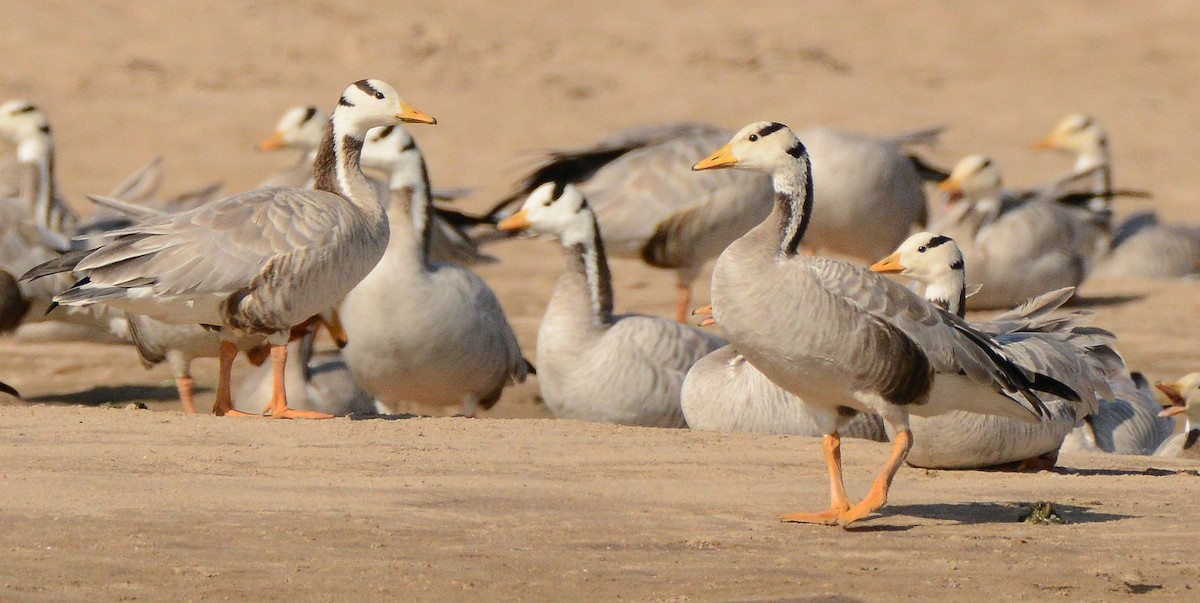 Гуска гірська - ML647480967