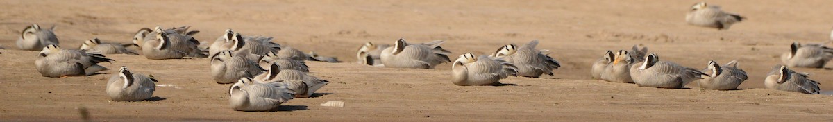 Гуска гірська - ML647480968