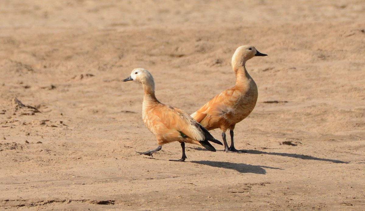 Ruddy Shelduck - ML647480974