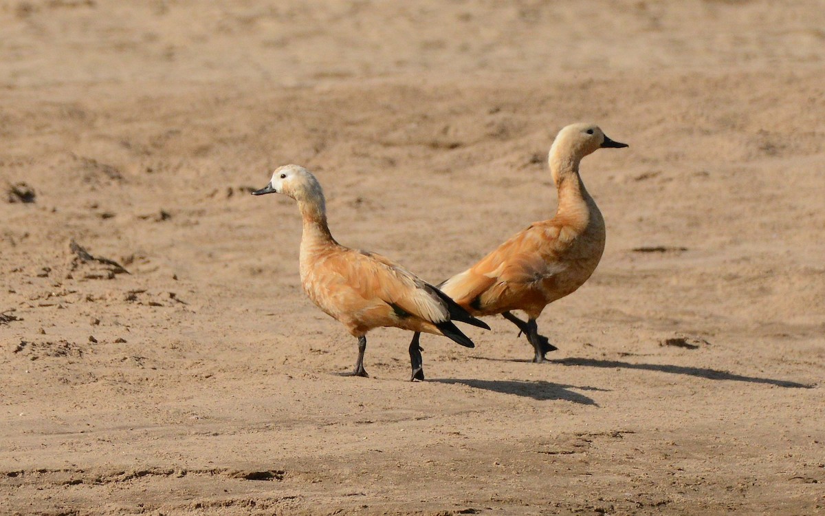 Ruddy Shelduck - ML647480975