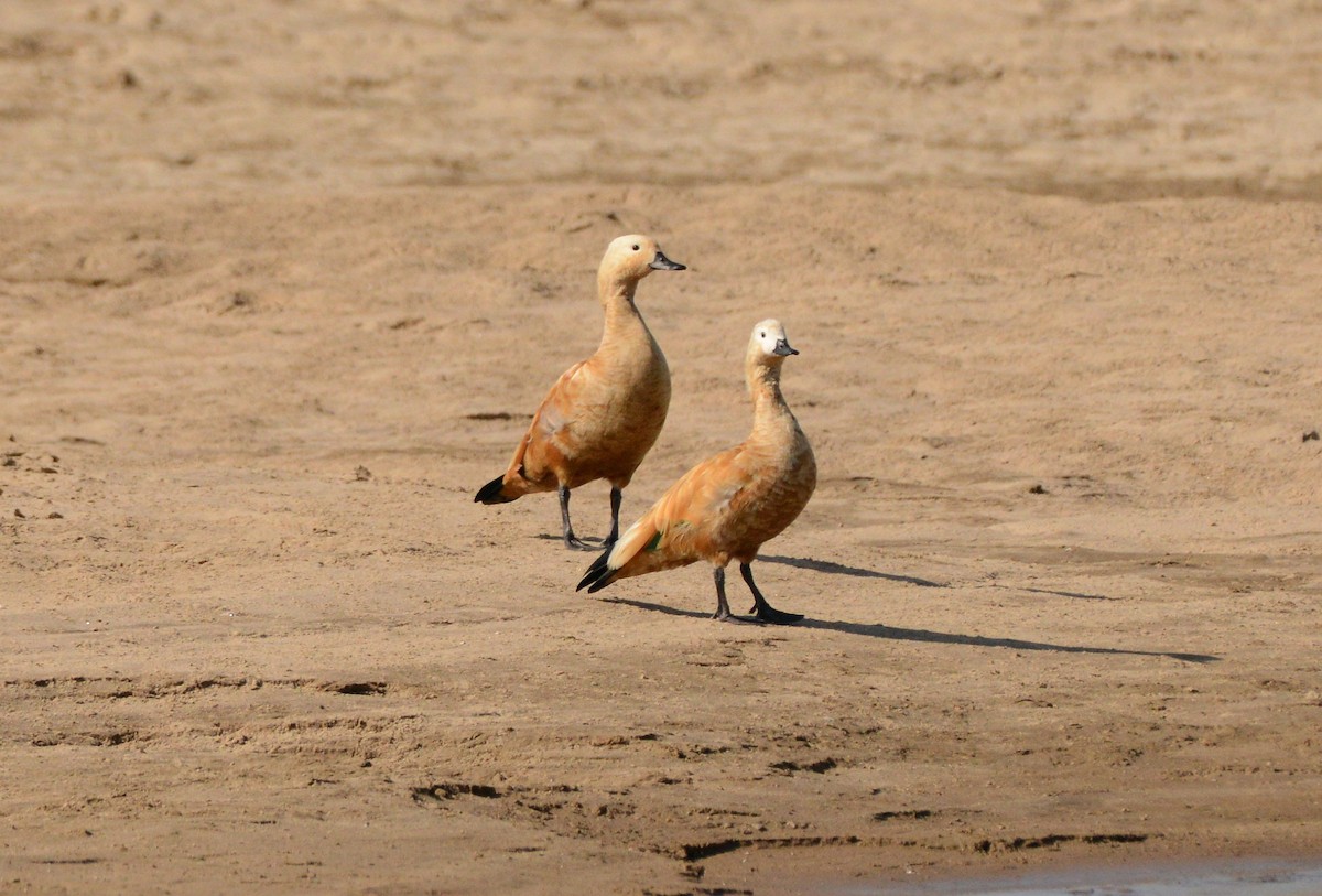 Ruddy Shelduck - ML647480976