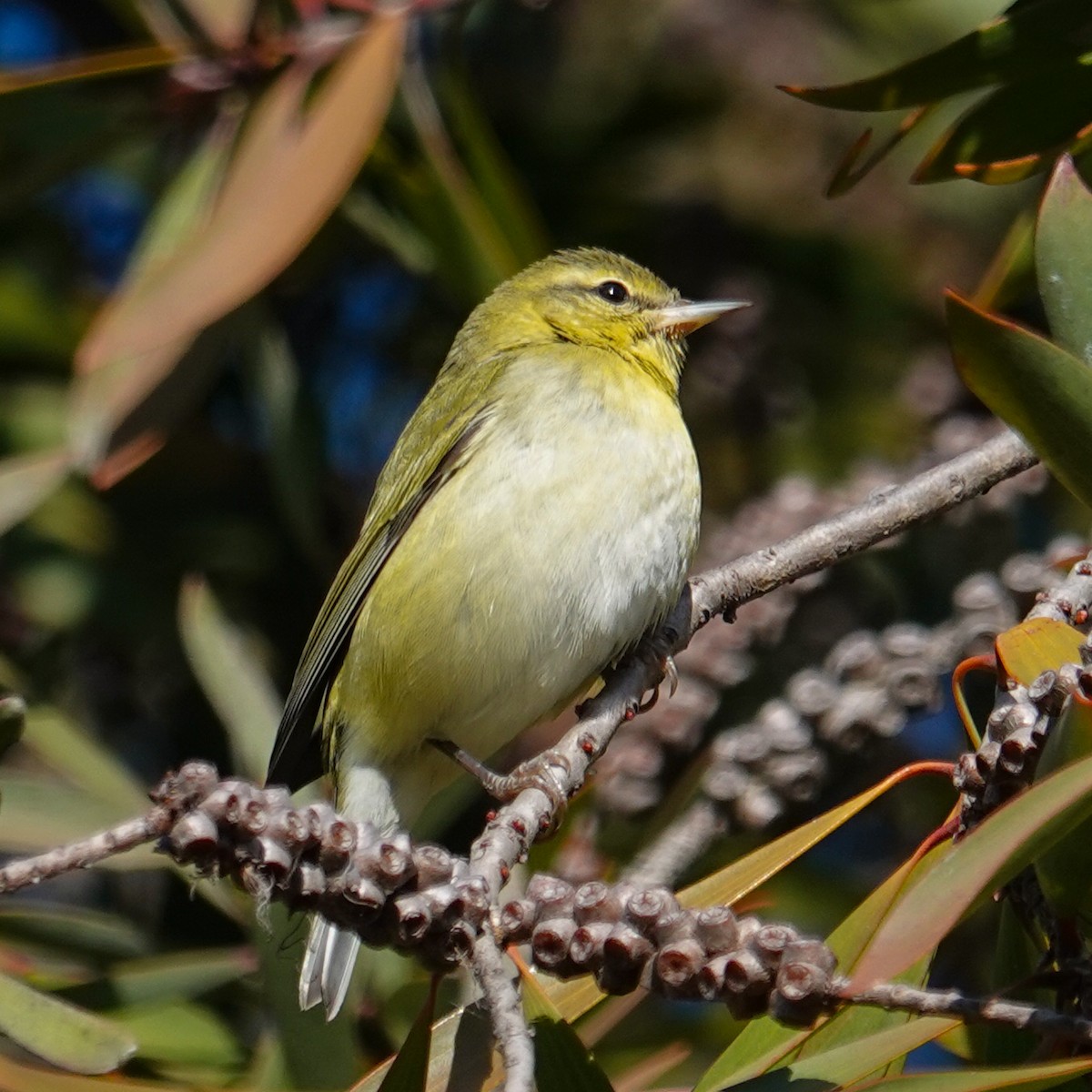 Tennesse Ötleğeni - ML647480977