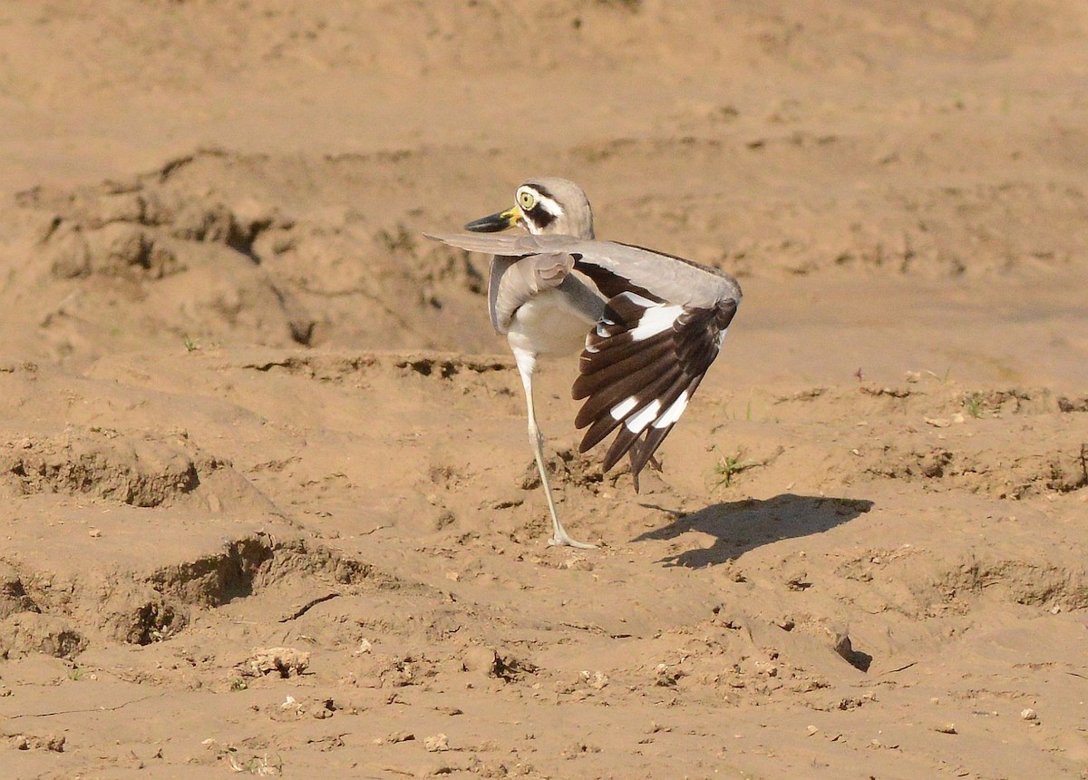 Great Thick-knee - ML647480993