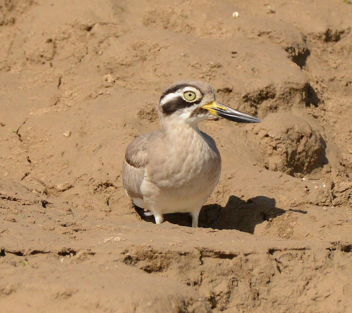 Great Thick-knee - ML647480994