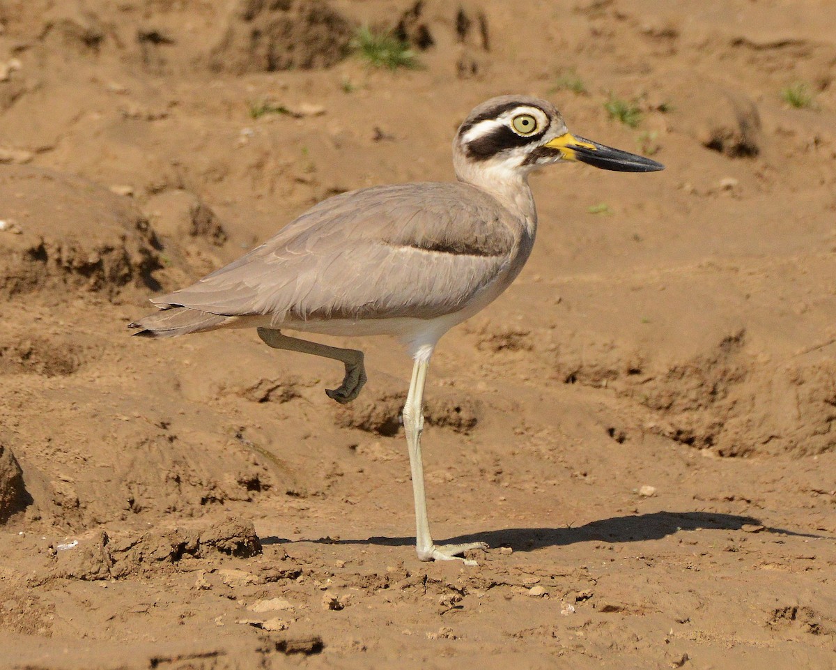 Great Thick-knee - ML647480995