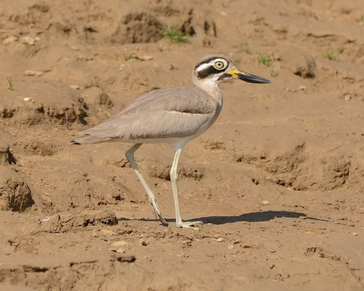 Great Thick-knee - ML647480996
