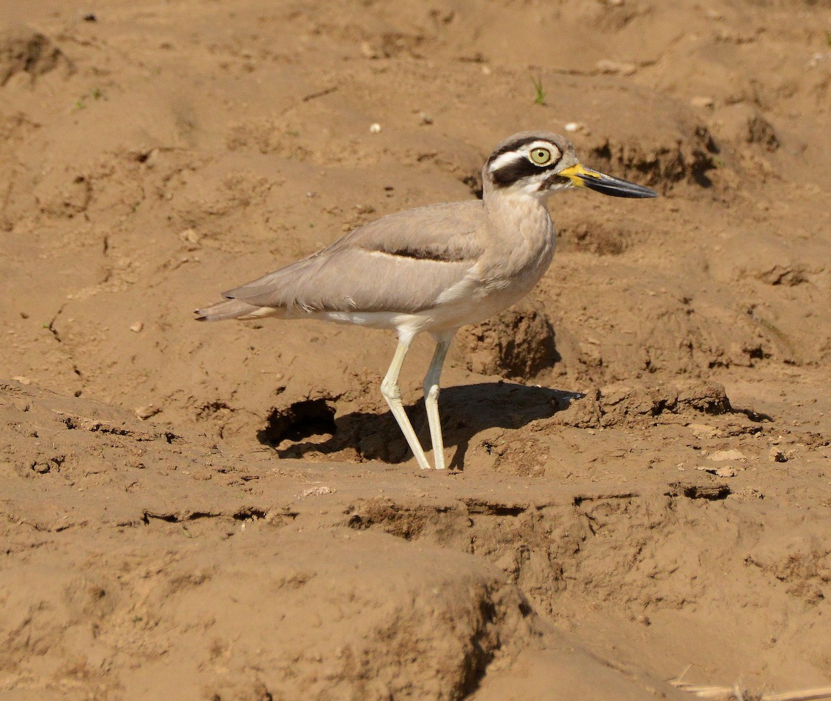 Great Thick-knee - ML647480997