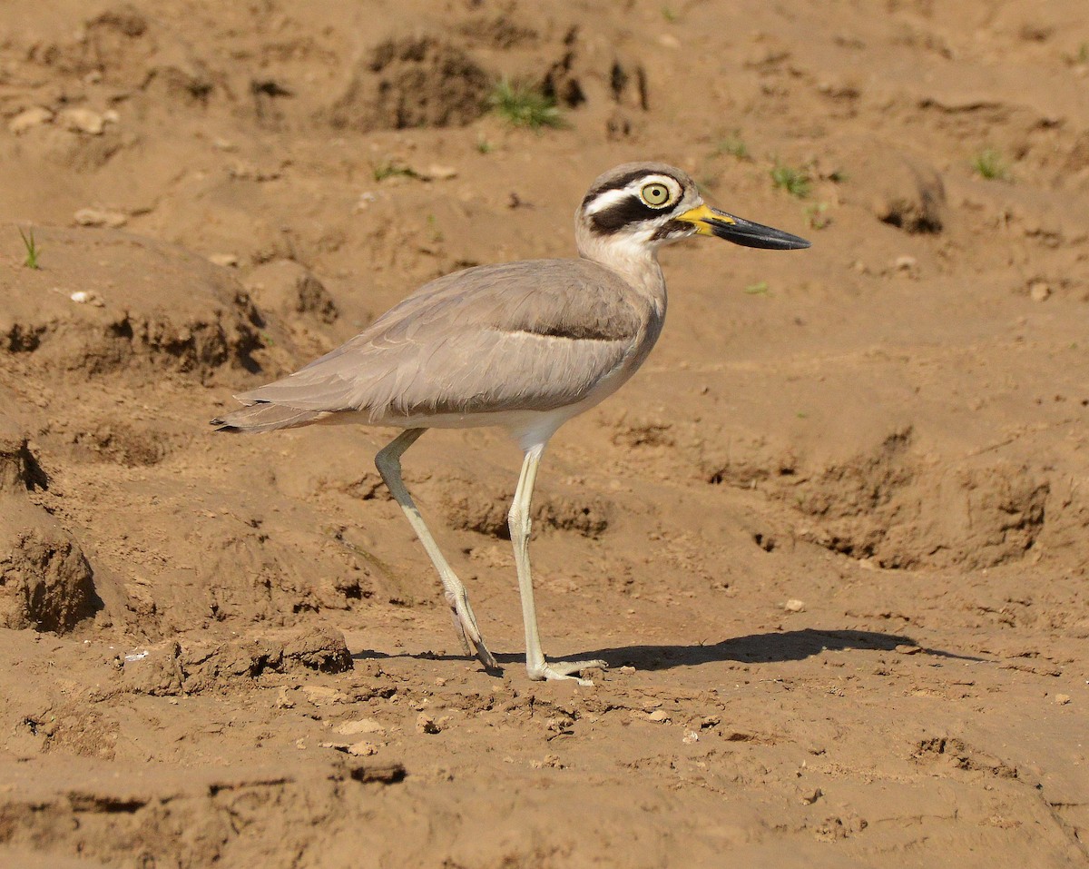 Great Thick-knee - ML647480998