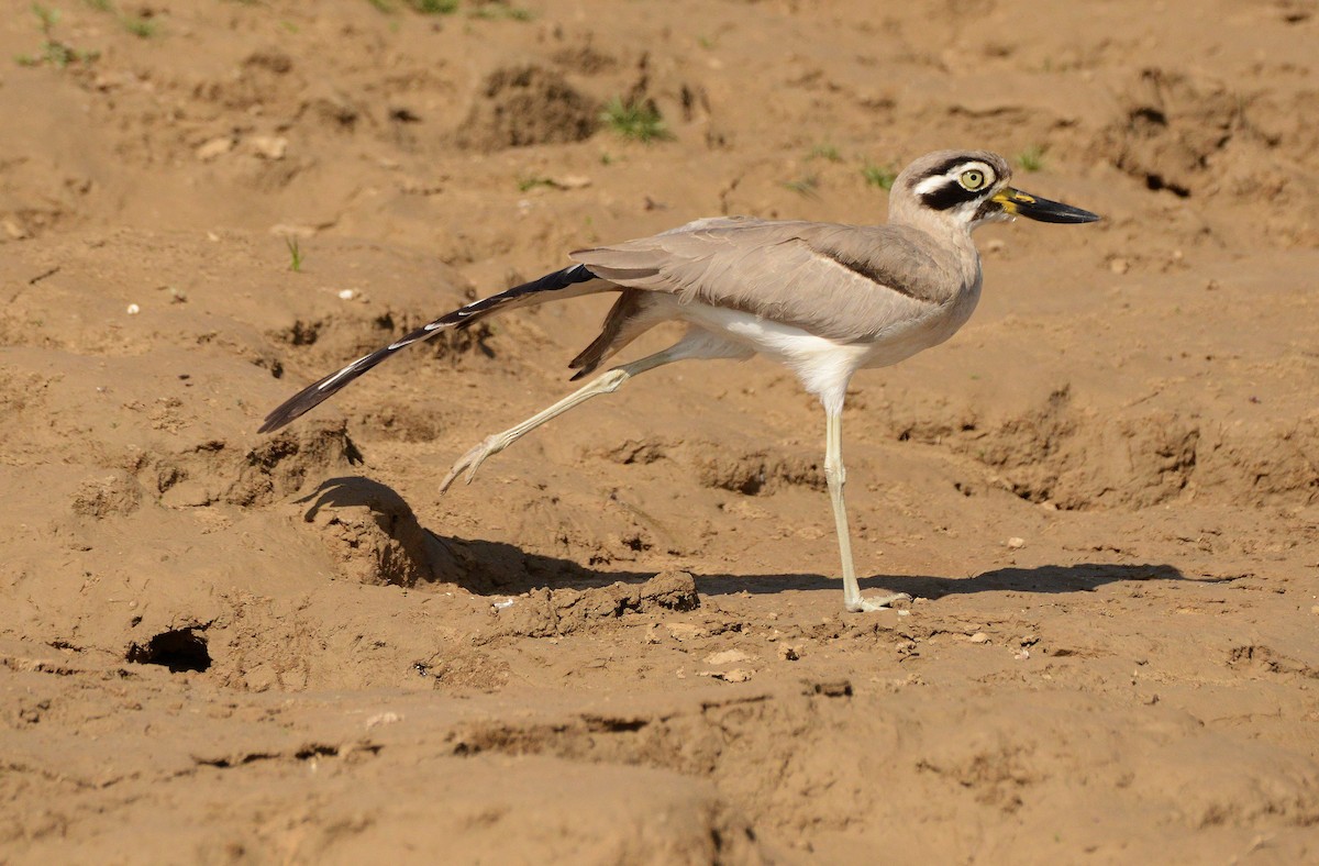 Great Thick-knee - ML647481000