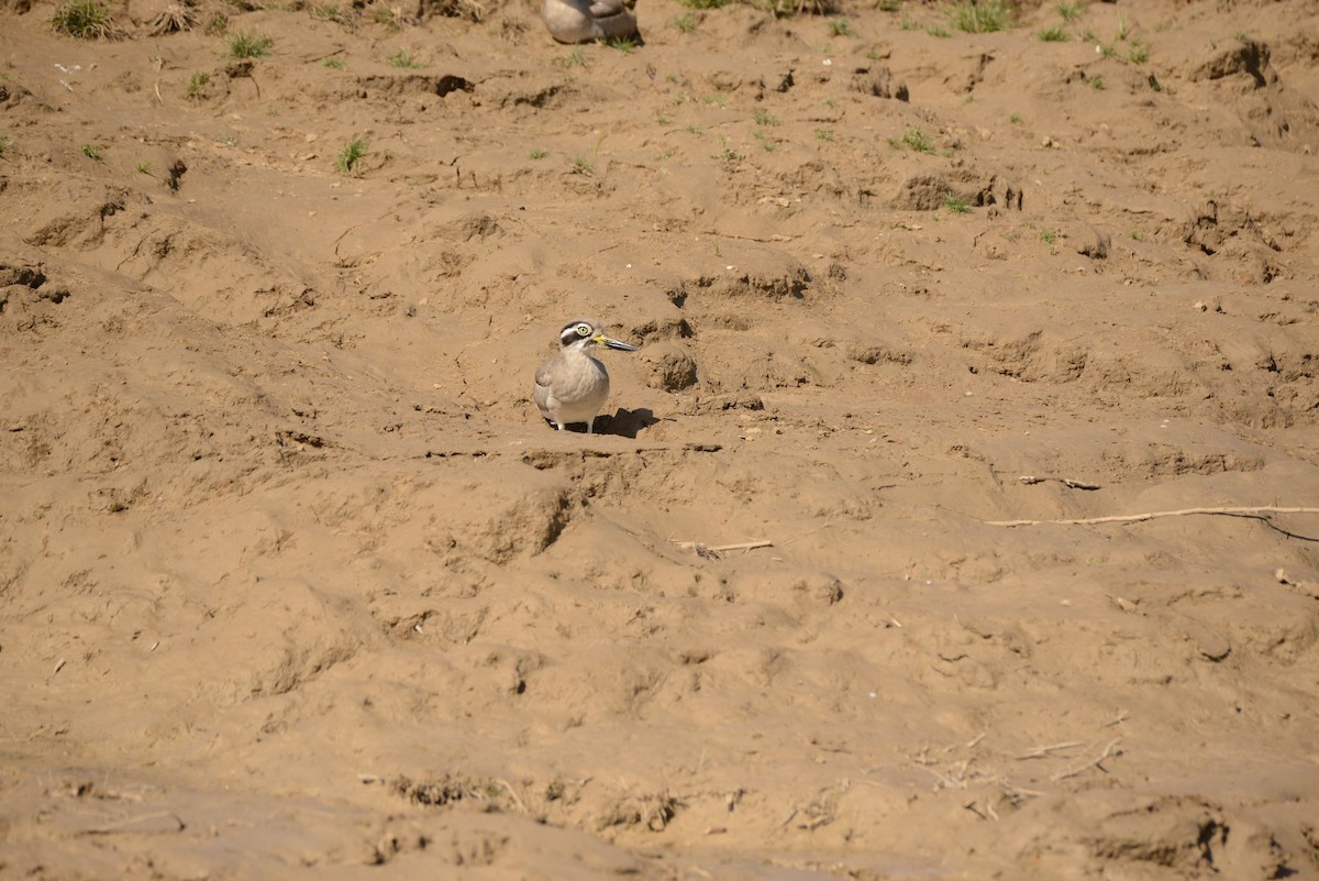 Great Thick-knee - ML647481001