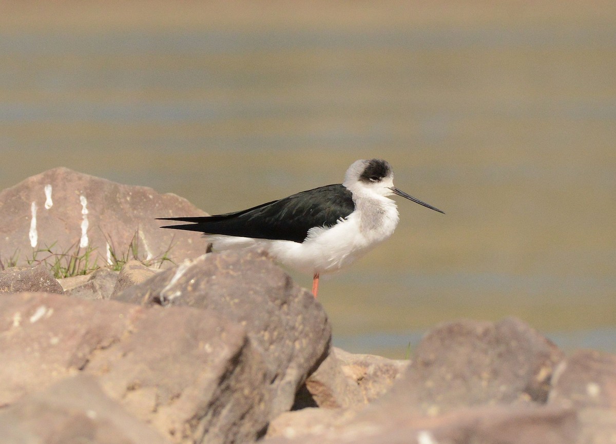 Black-winged Stilt - ML647481006