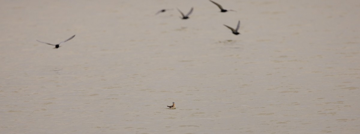 Wilson's Phalarope - ML647481008