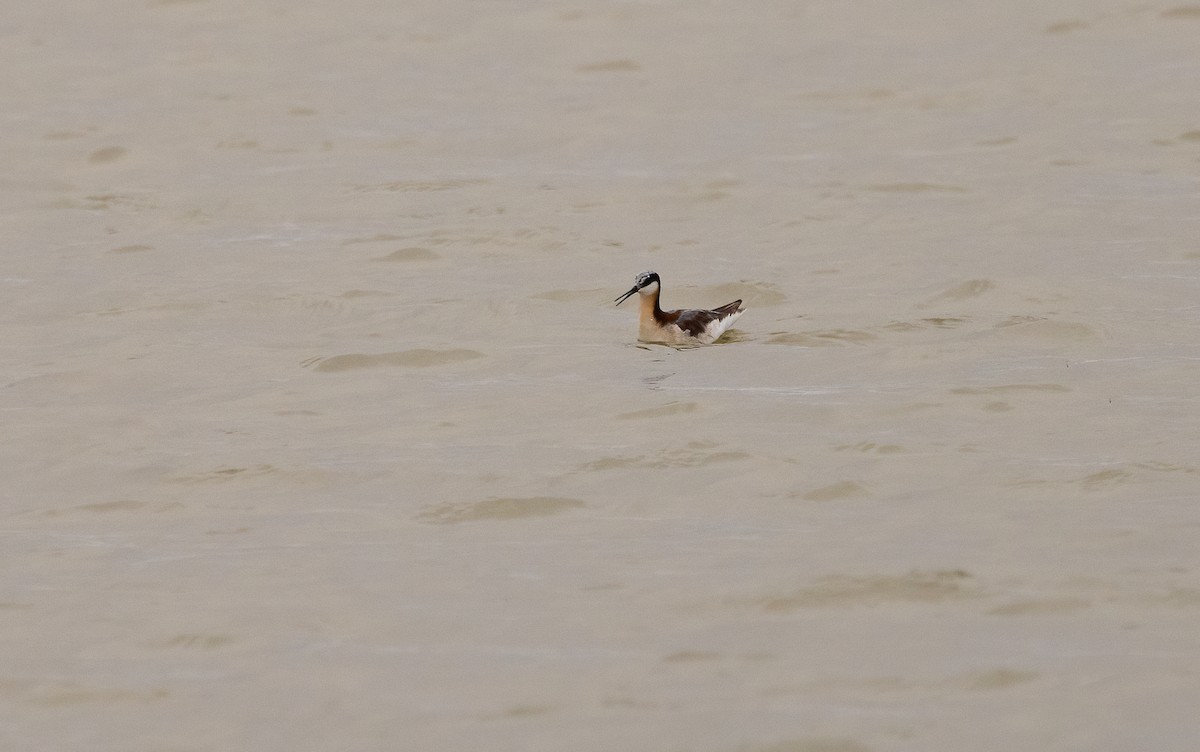 Wilson's Phalarope - ML647481009