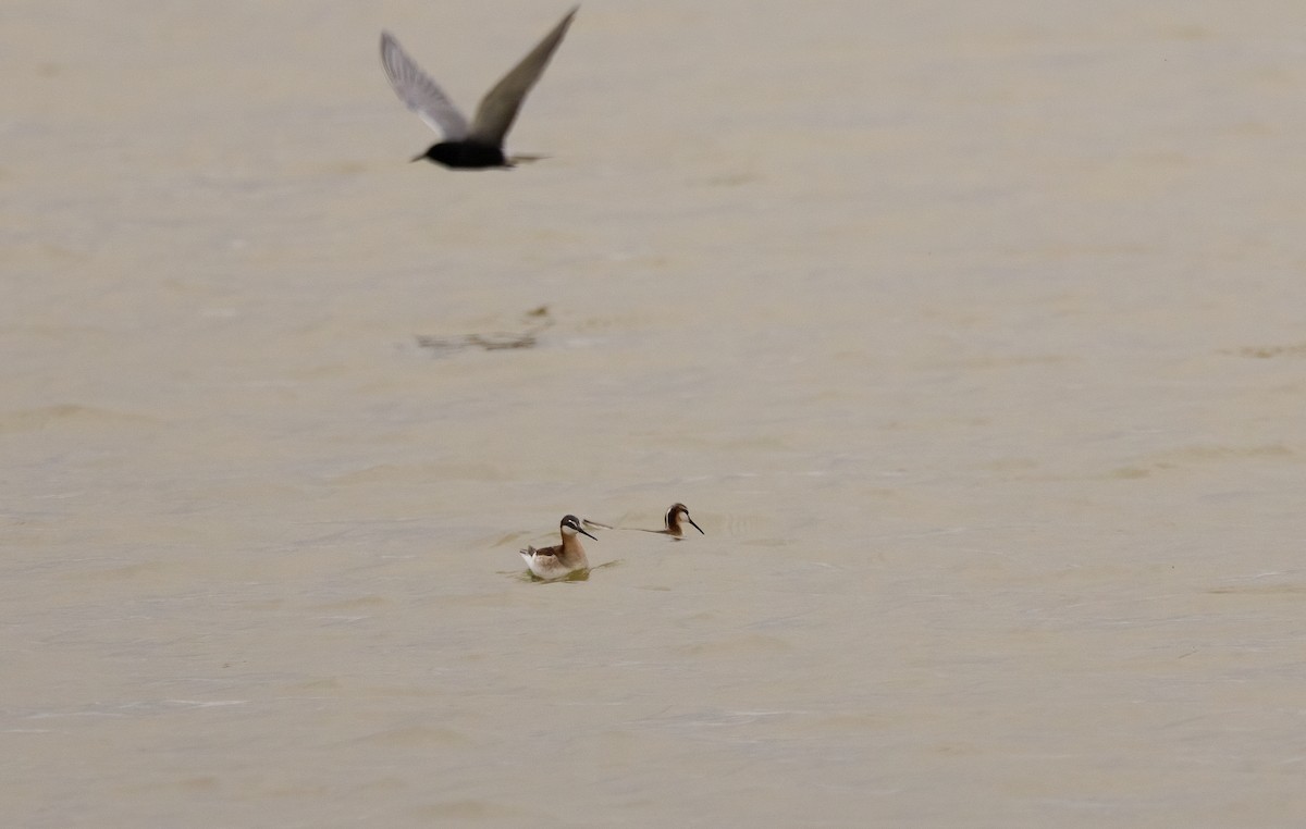 Wilson's Phalarope - ML647481010