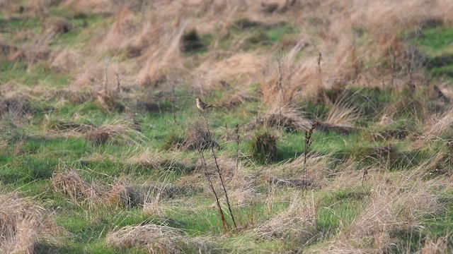 גיבתון עפרוני - ML647481019