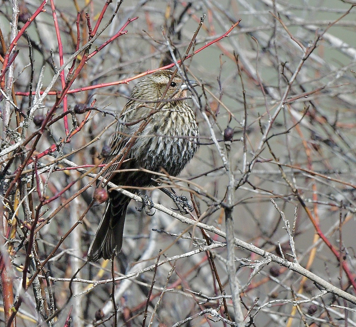 Red-winged Blackbird - ML647481035