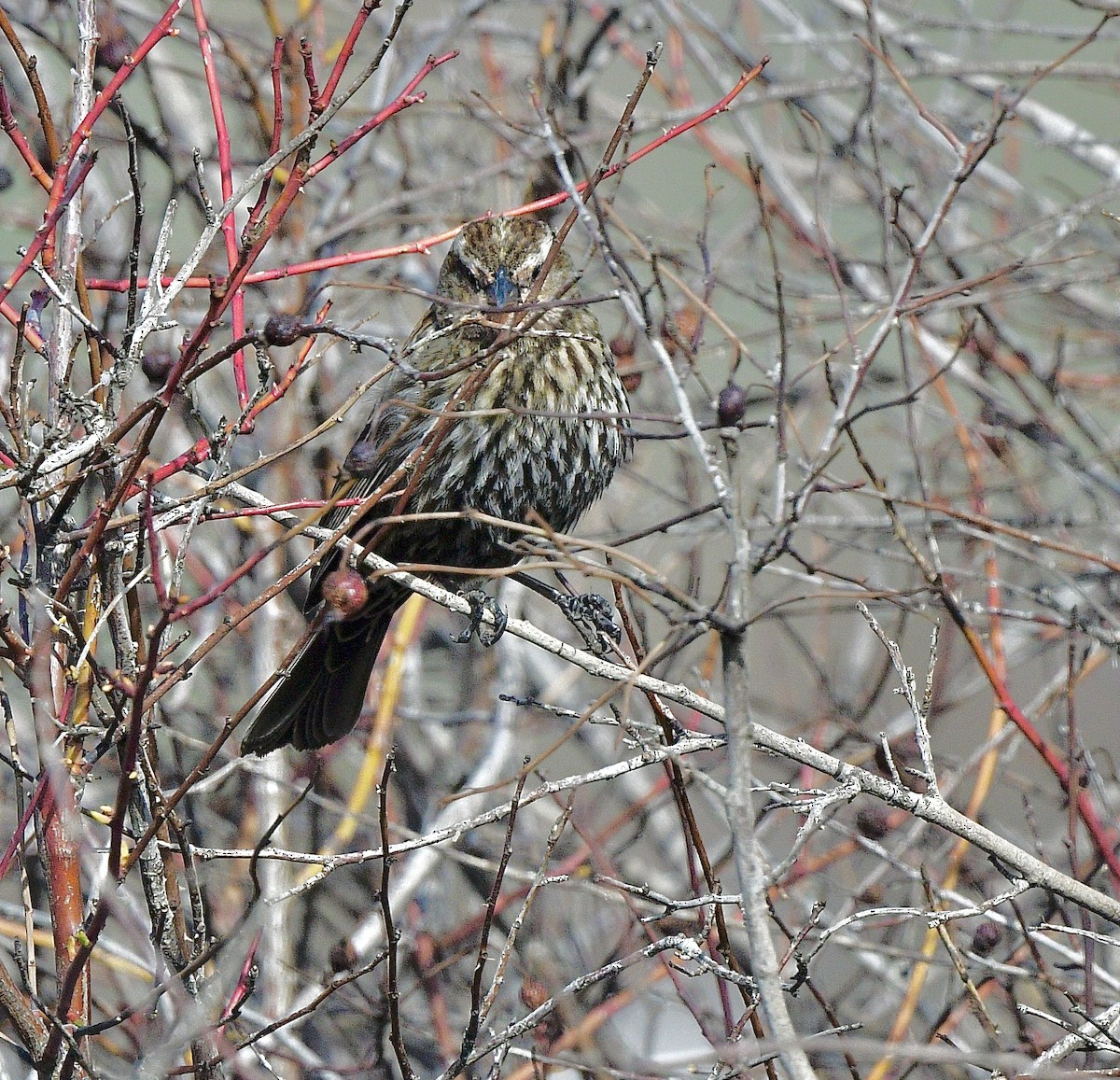 Red-winged Blackbird - ML647481038