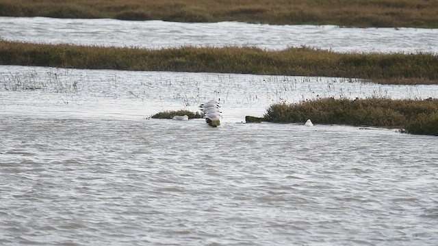שחף אגמים - ML647481046