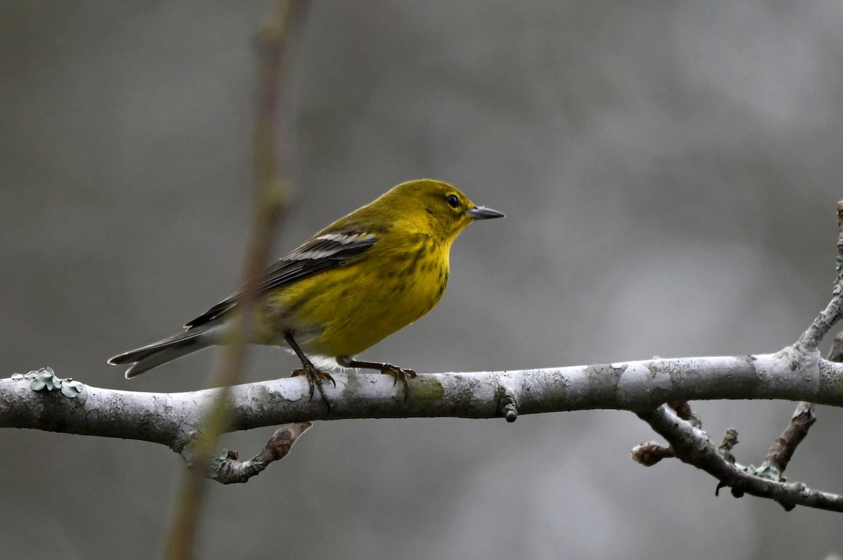 Сосновая древесница - ML647481056