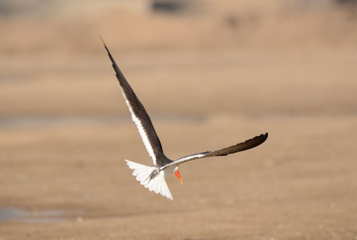 indiasaksenebb - ML647481069