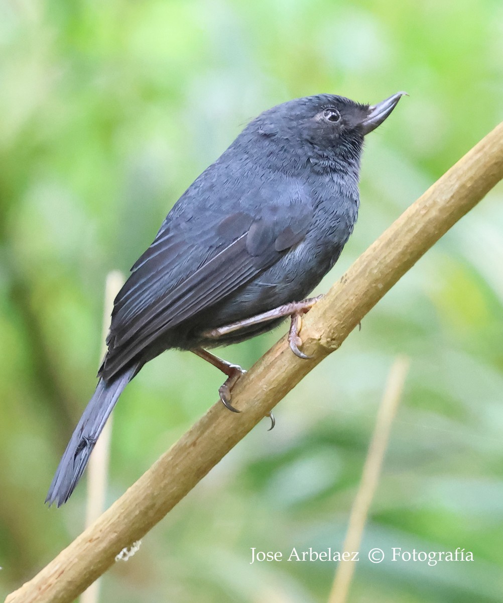 hvitsideblomsterborer - ML647481070