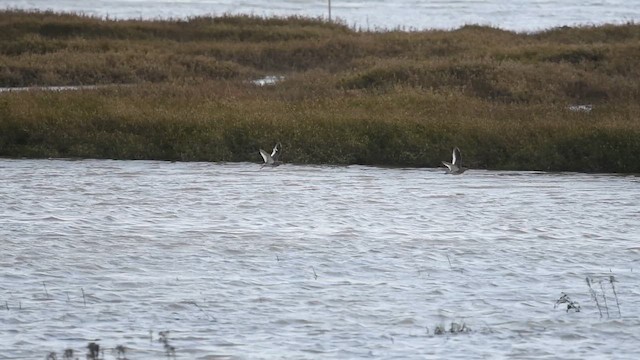 ביצנית לבנת-כנף - ML647481071