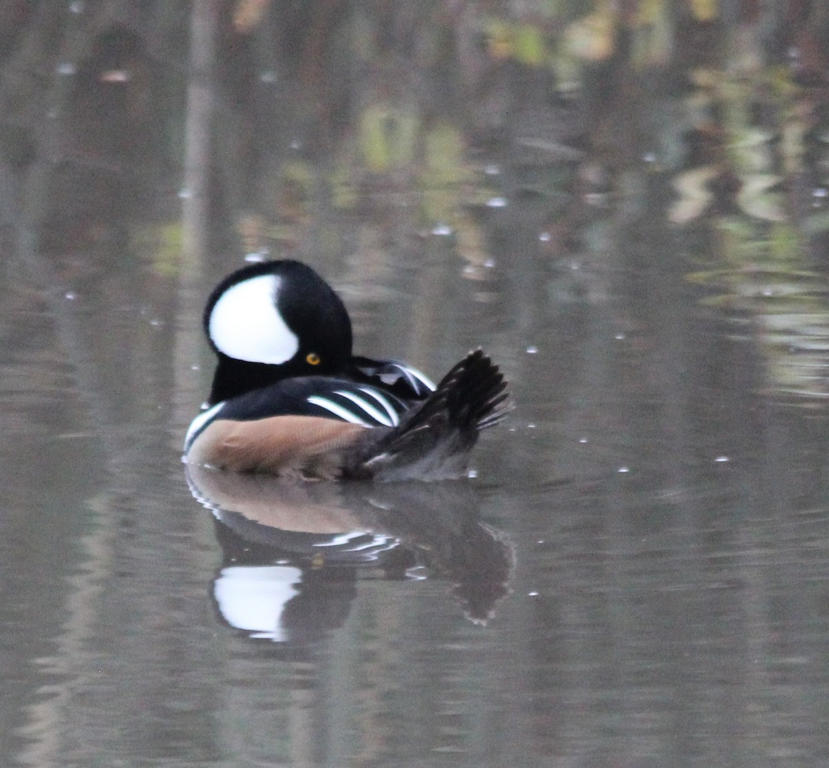 hjelmfiskand - ML647481072