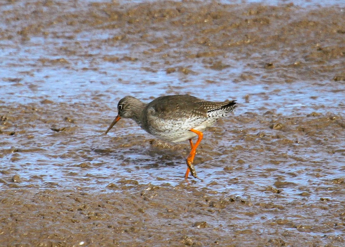 rødstilk - ML647481073