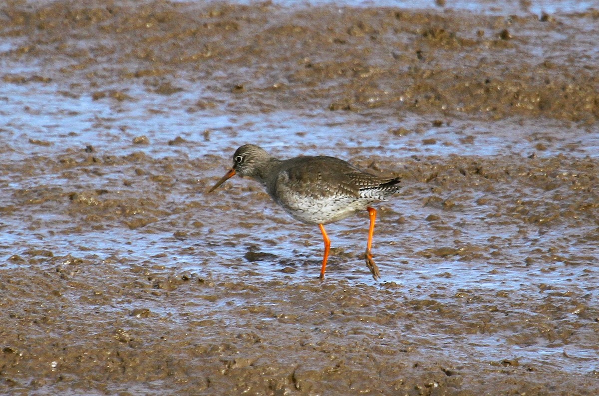 rødstilk - ML647481075