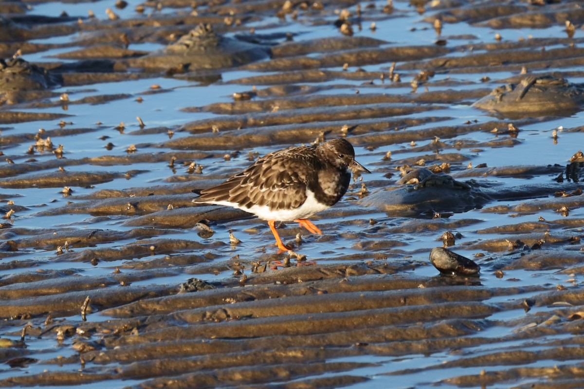 steinvender - ML647481076