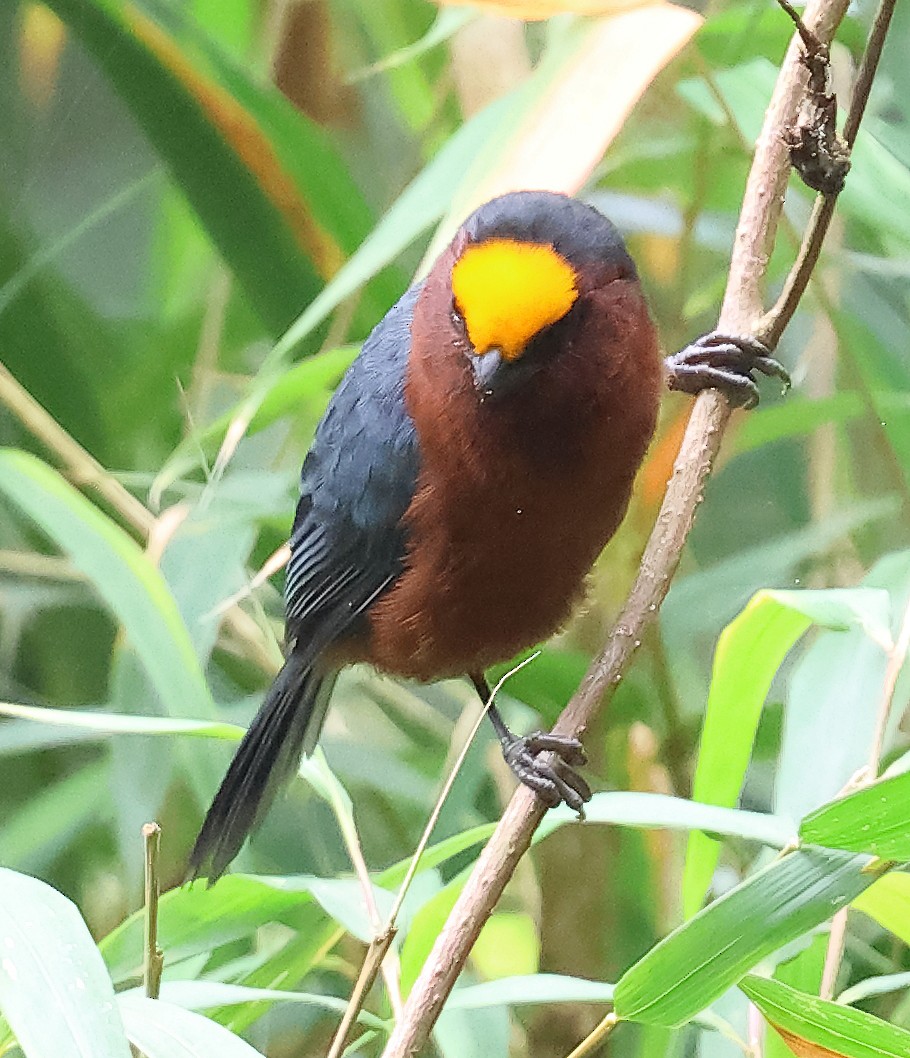 plysjpanne - ML647481077