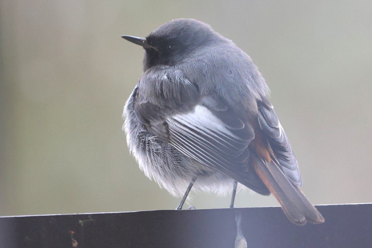 svartrødstjert - ML647481080