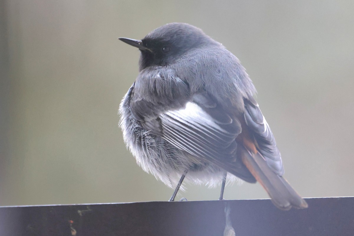 svartrødstjert - ML647481081