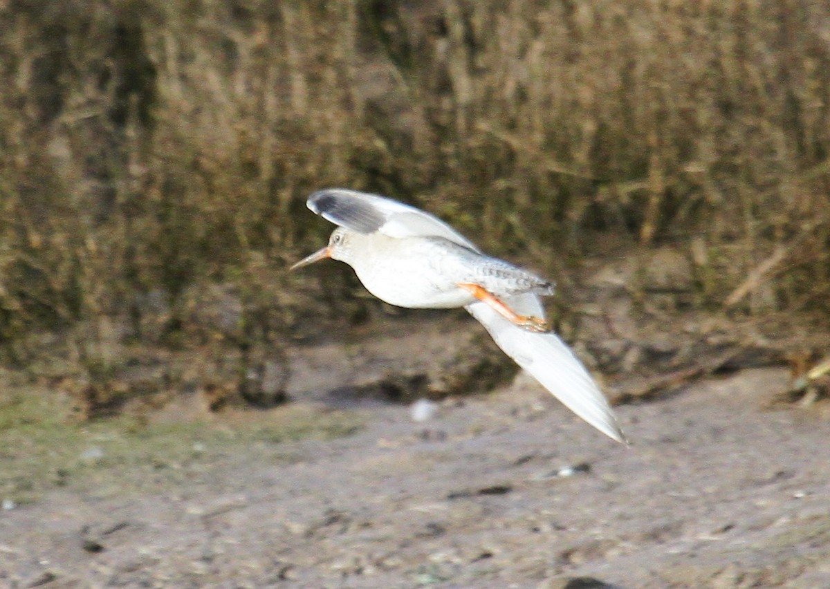 rødstilk - ML647481086