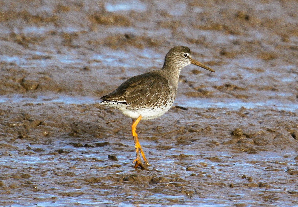 rødstilk - ML647481087