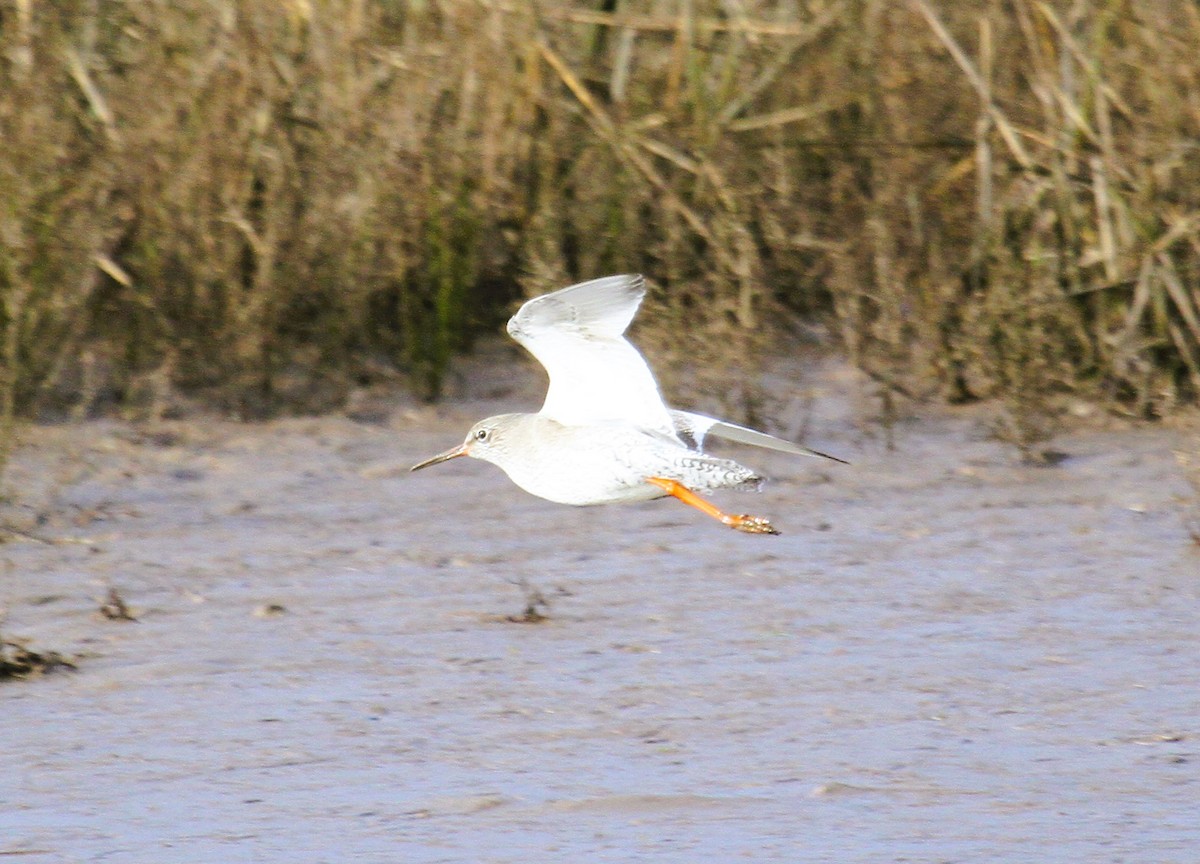 rødstilk - ML647481089