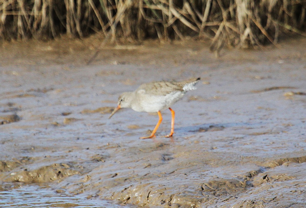 rødstilk - ML647481090