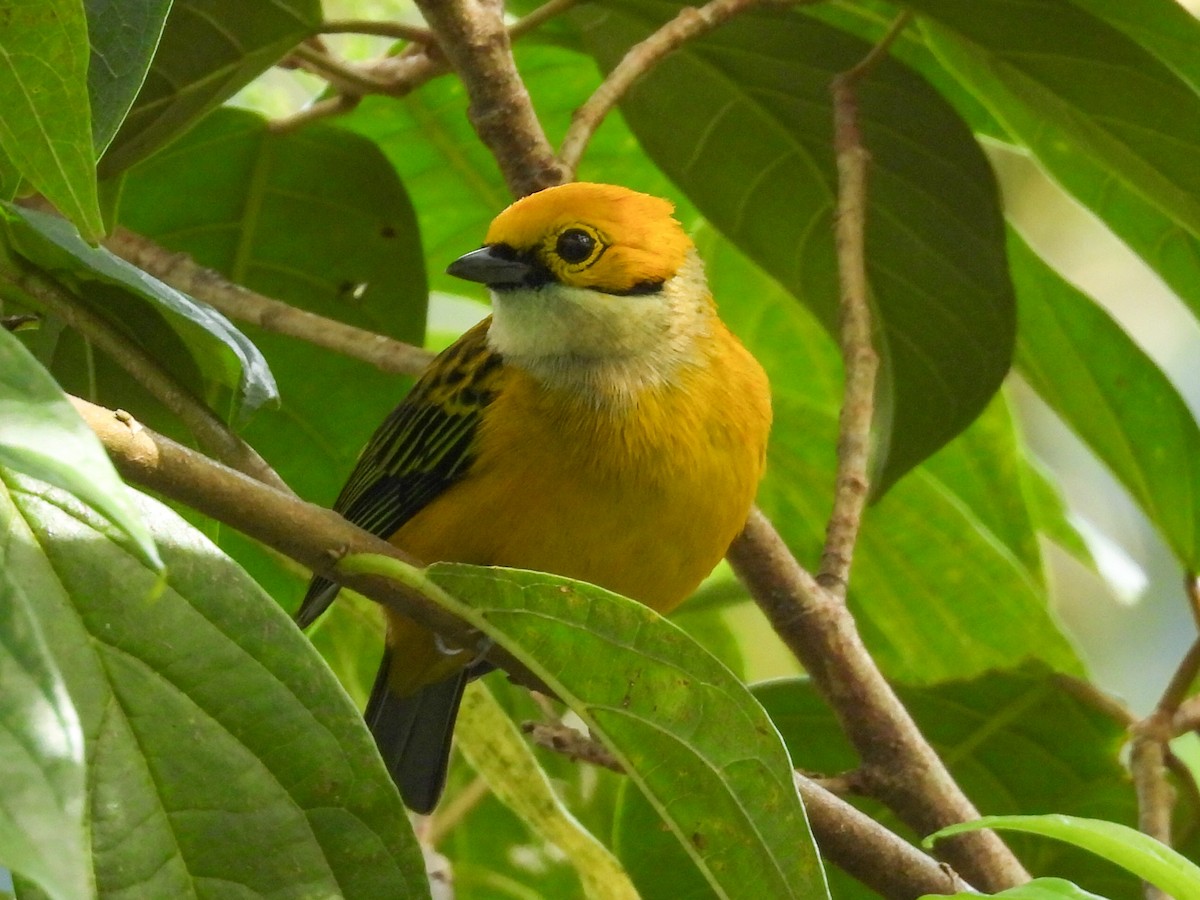 sølvstrupetanagar - ML647481091