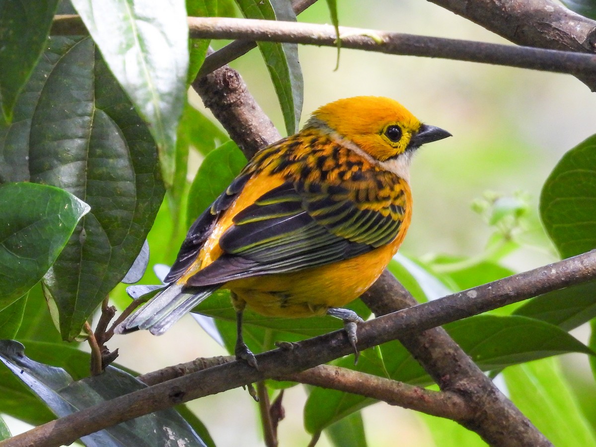 sølvstrupetanagar - ML647481092