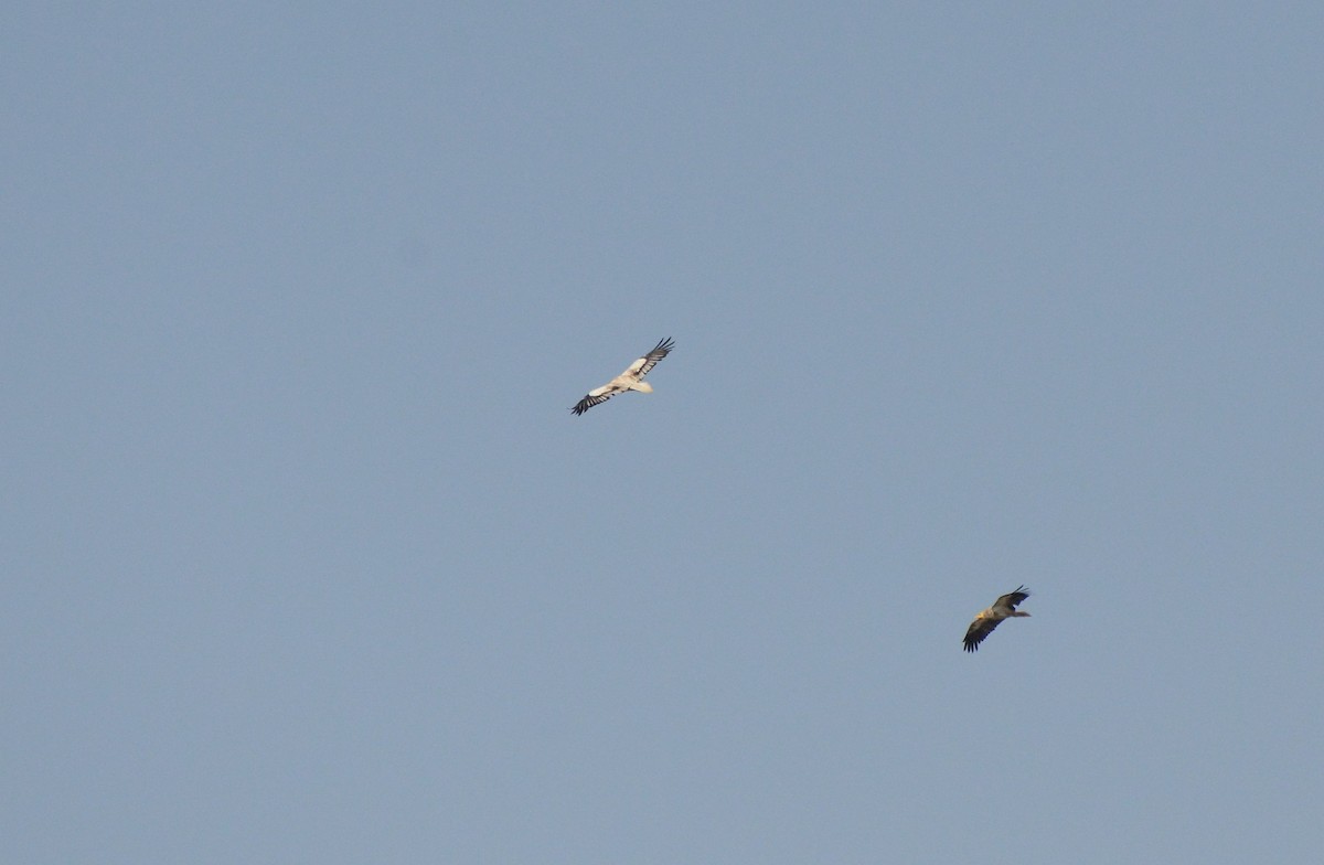 åtselgribb - ML647481093