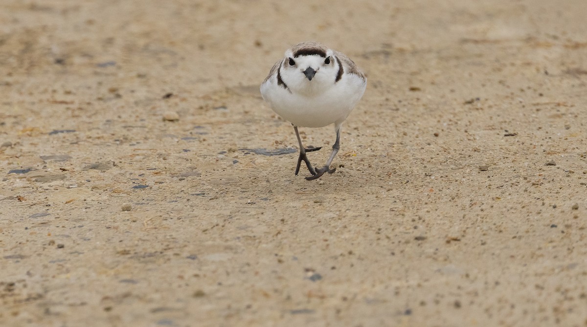 snølo - ML647481094