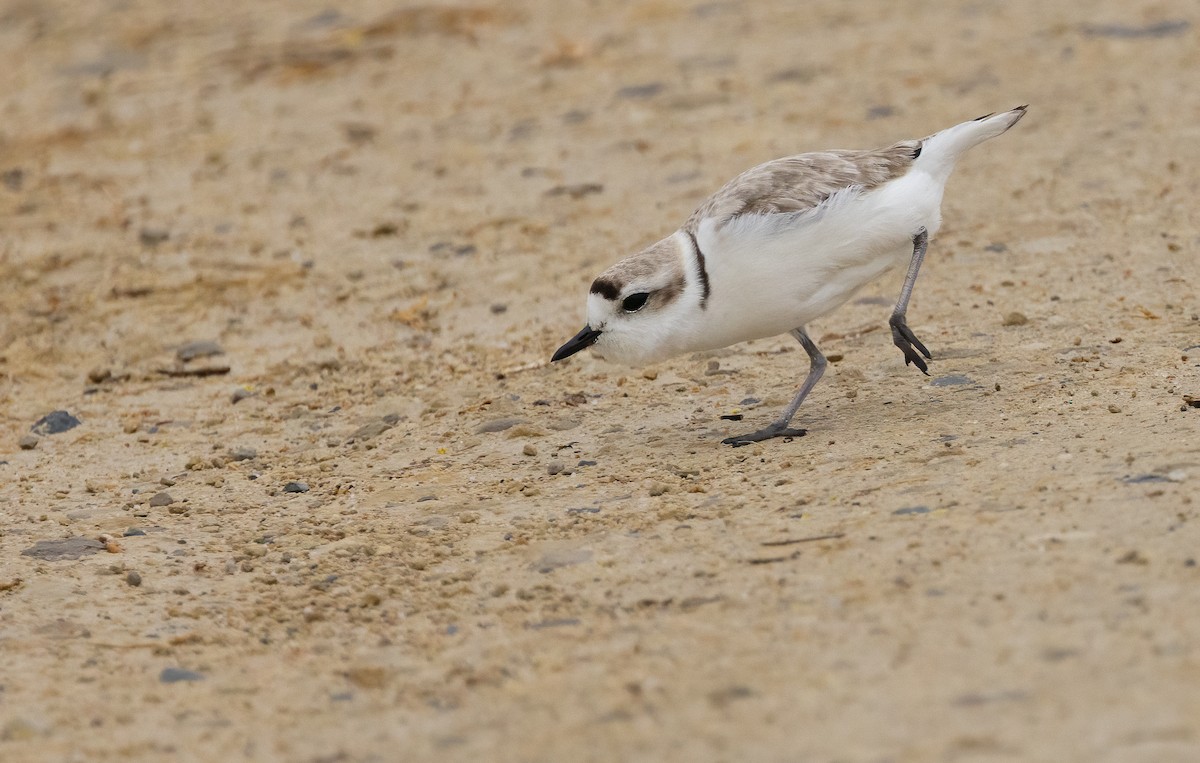 snølo - ML647481095