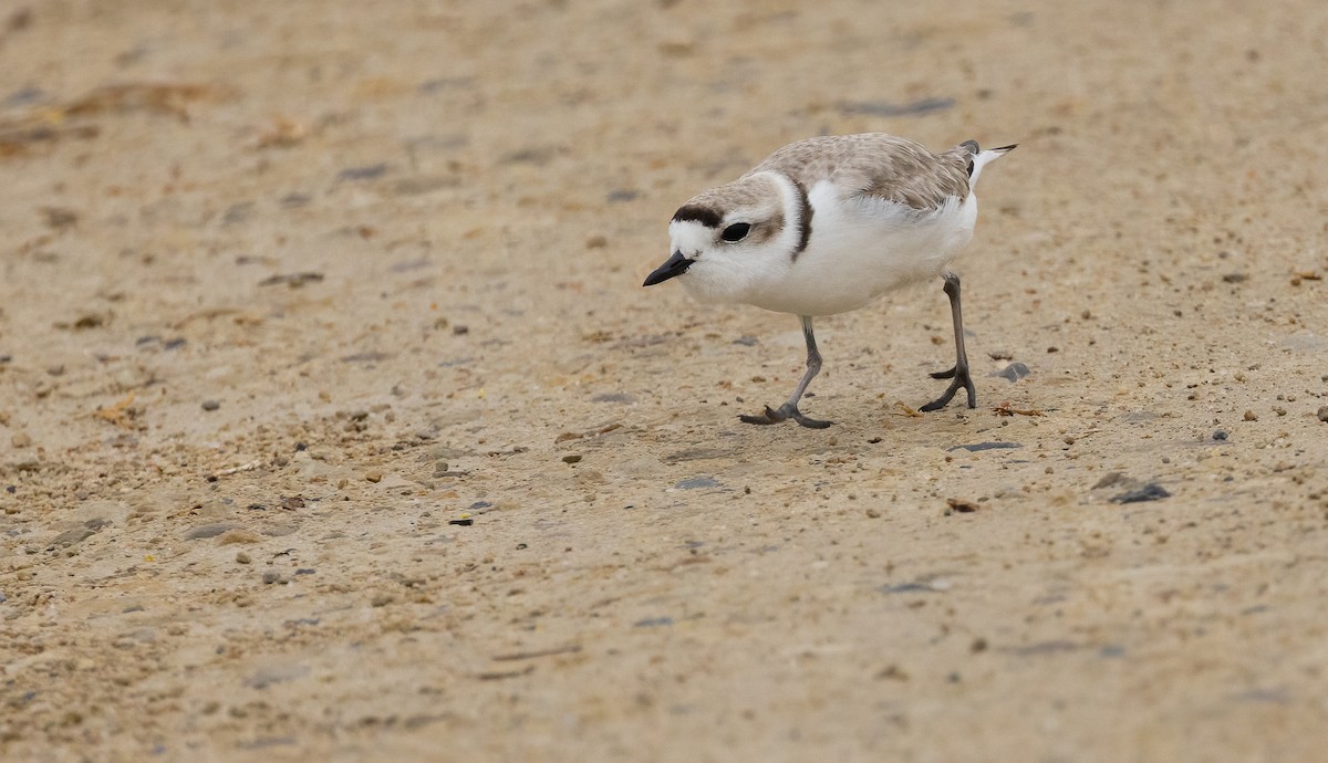 snølo - ML647481096