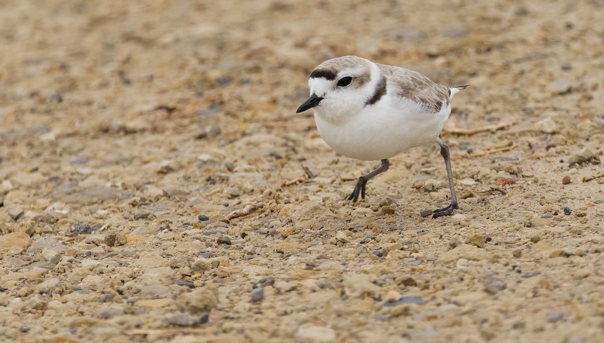 snølo - ML647481097