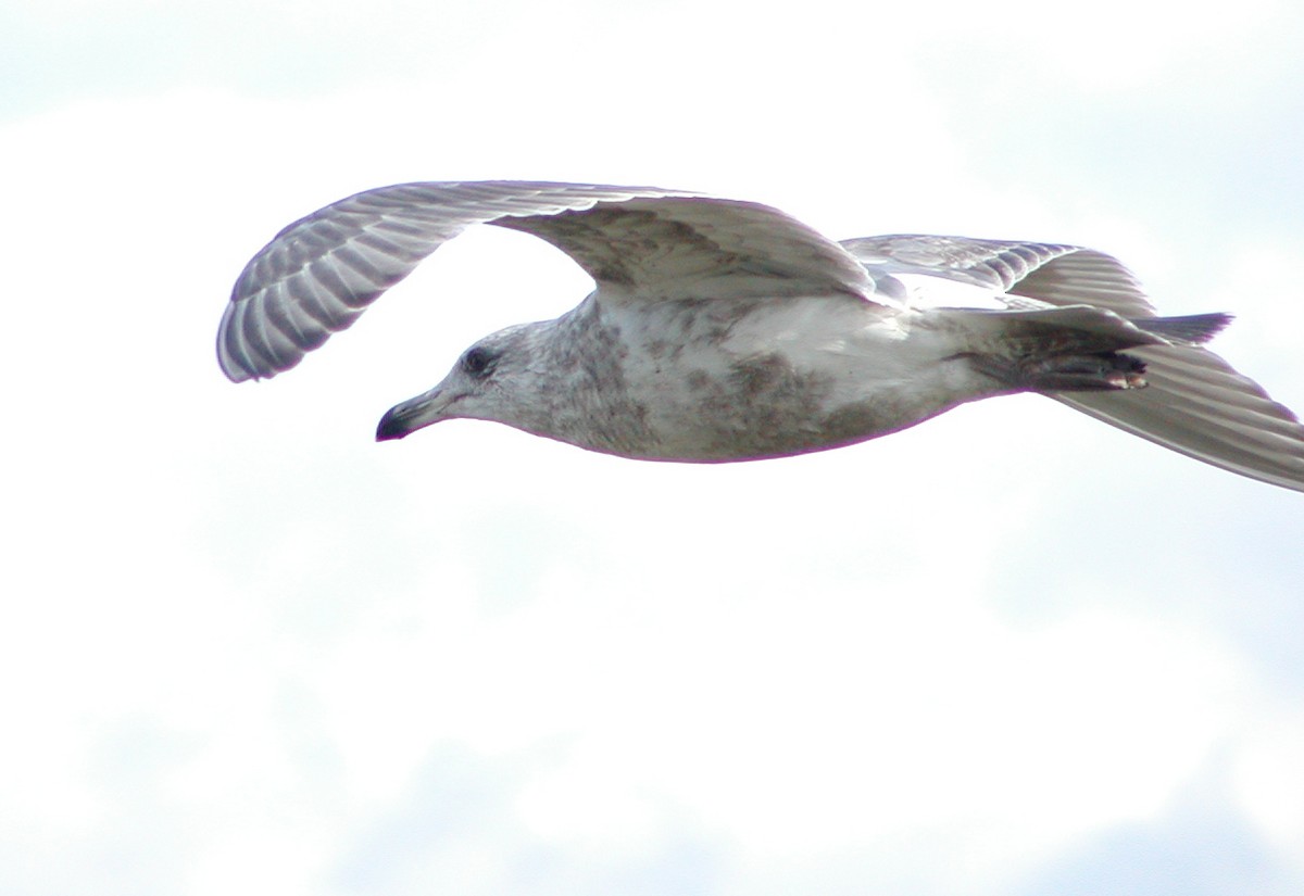 kaliforniasvartbak x gråvingemåke (hybrid) - ML647481098