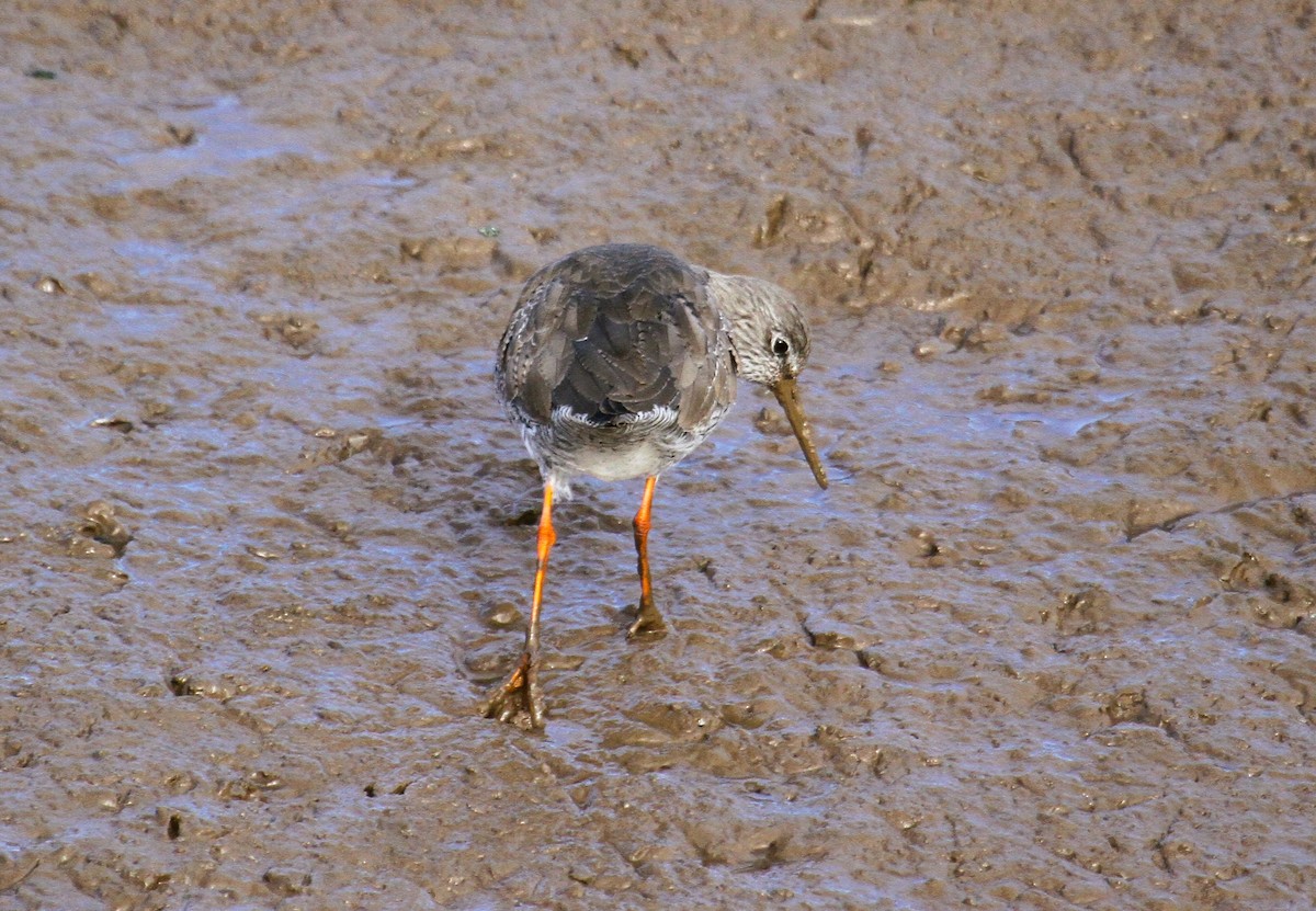 rødstilk - ML647481099