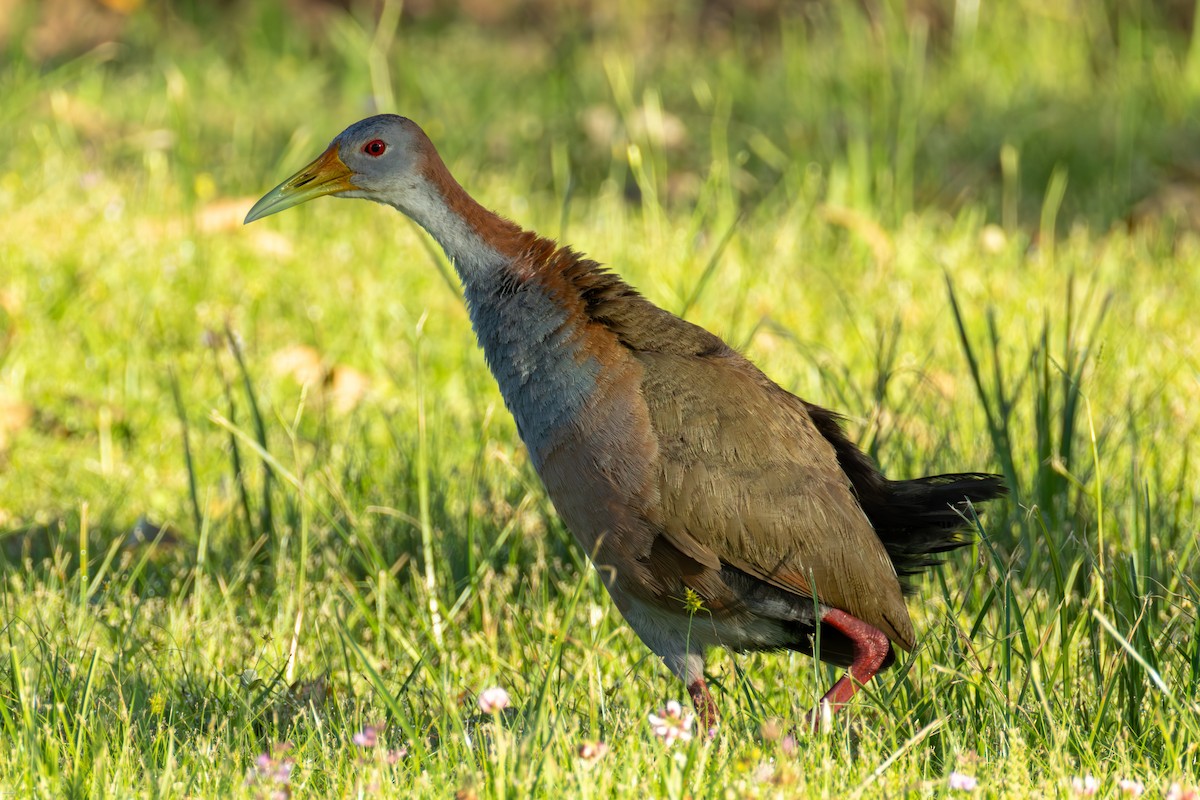 kjemperikse - ML647481100