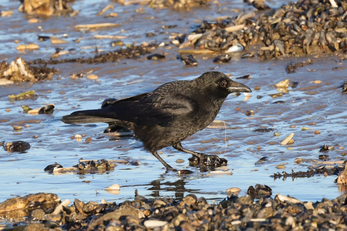 svartkråke - ML647481101