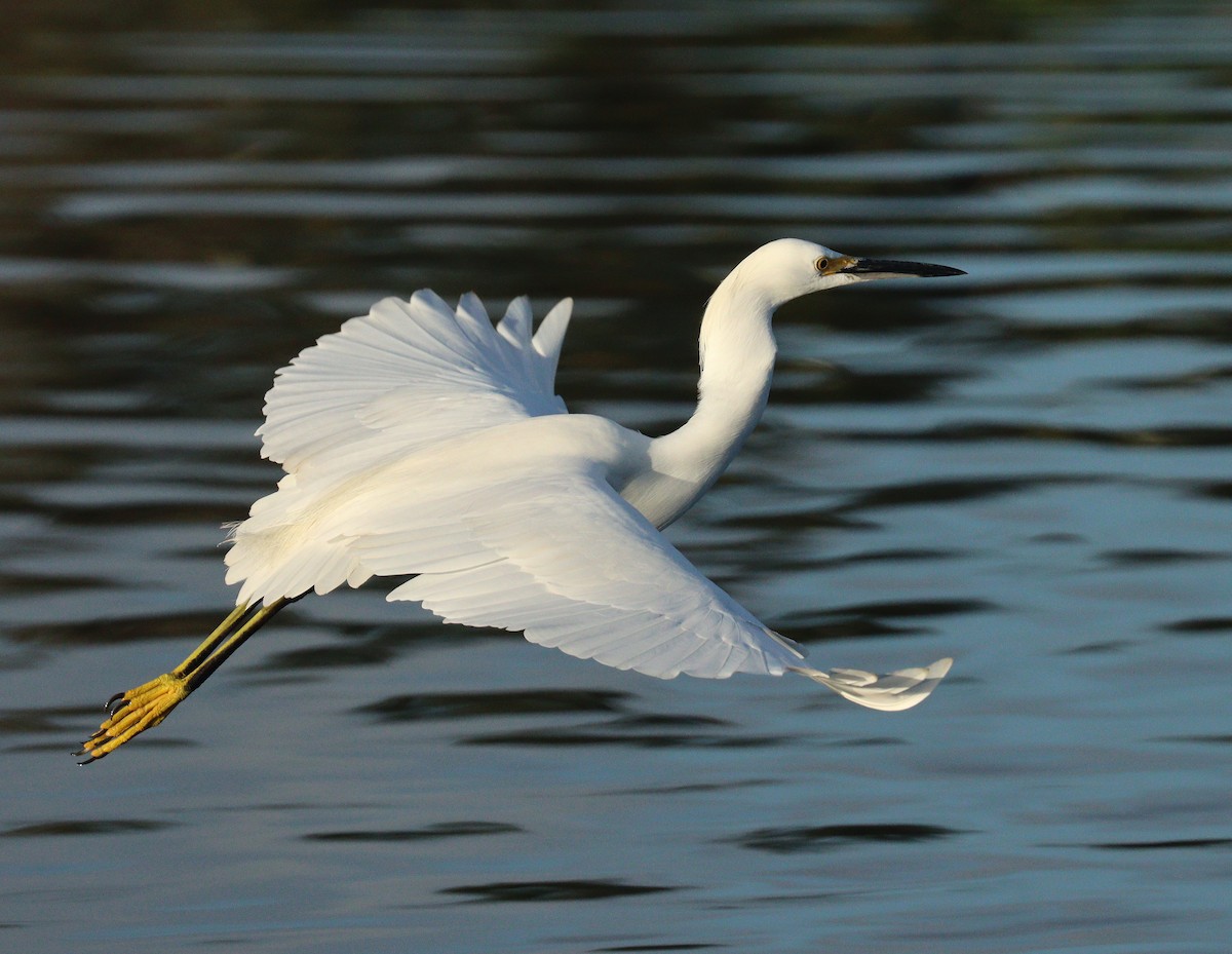 snøhegre - ML647481107